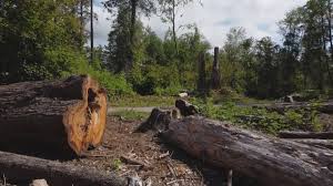 How Our Tree Care Process Works  in  Newman, CA