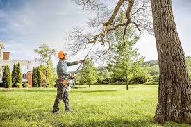 Professional Tree Care in Newman, CA