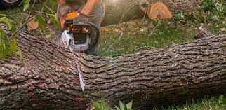 Best Tree Preservation Services  in Newman, CA