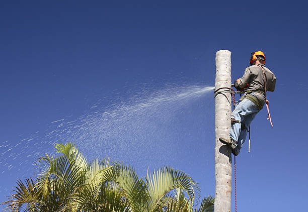 Best Palm Tree Trimming  in Newman, CA