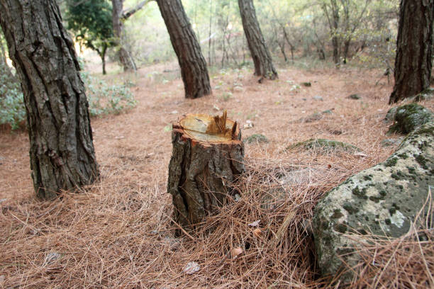 Best Tree Cabling and Bracing  in Newman, CA