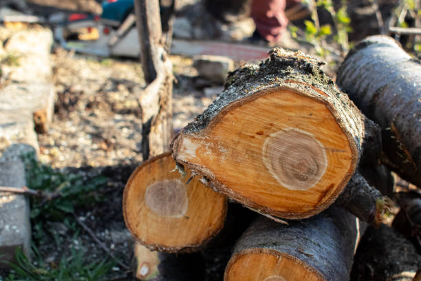 Best Aeration Services  in Newman, CA