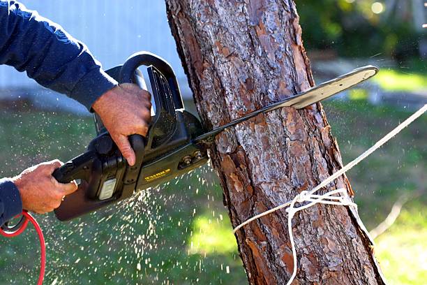Best Utility Line Clearance  in Newman, CA