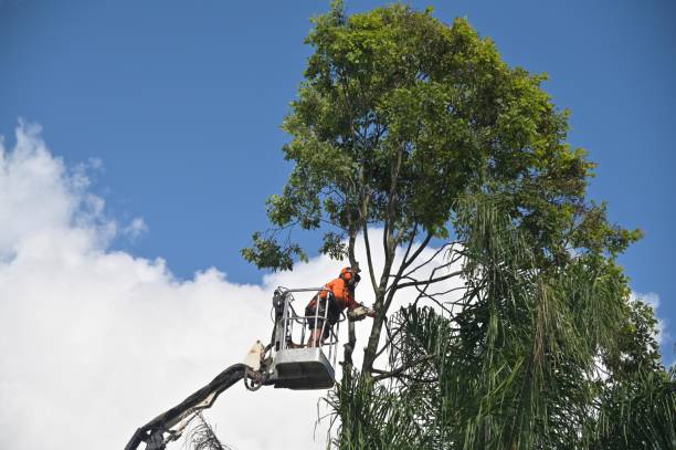 Best Tree Maintenance Programs  in Newman, CA