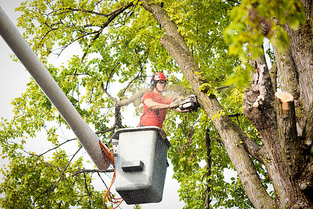 Best Root Management and Removal  in Newman, CA