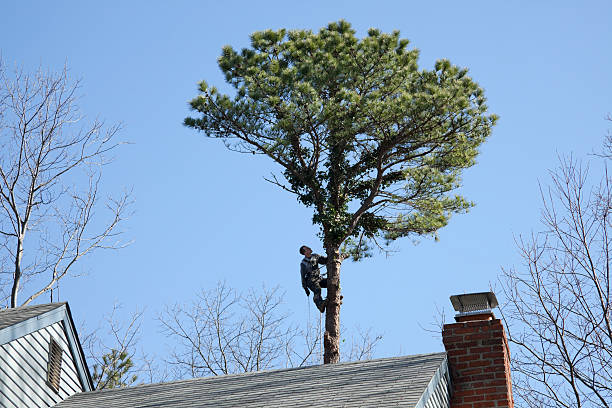 Best Commercial Tree Services  in Newman, CA